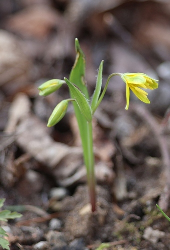 Gagea lutea, photograph 2