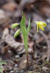Gagea lutea, photograph (c) Andrejus Gaidamavičius, some rights reserved (CC BY)