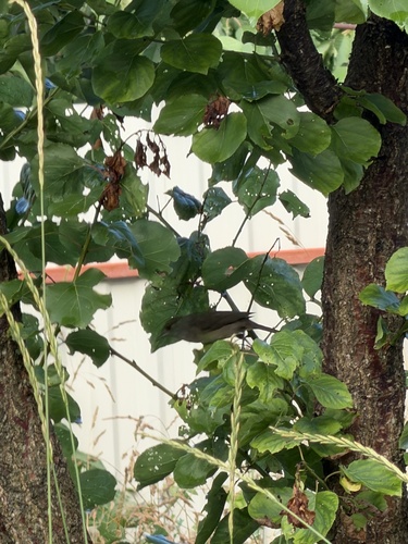 Eurasian Blackcap