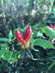 Rhododendron