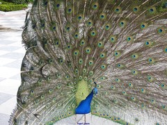Pavo cristatus