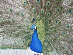 Pavo cristatus