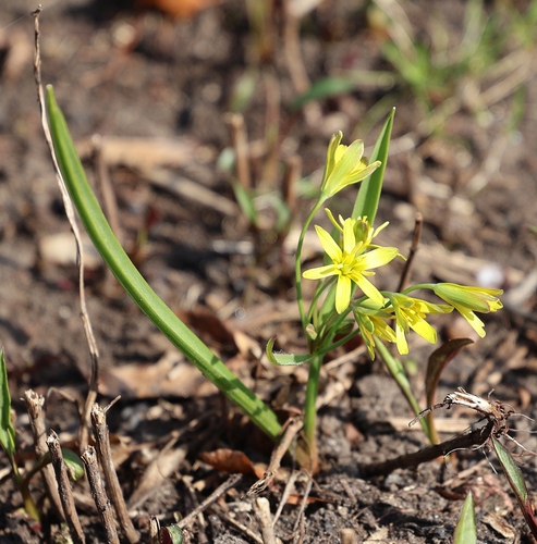 Gagea lutea