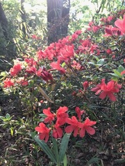 Rhododendron
