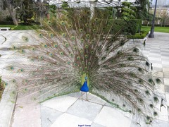 Pavo cristatus