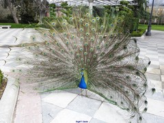 Pavo cristatus