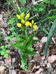 Cephalanthera falcata