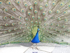 Pavo cristatus