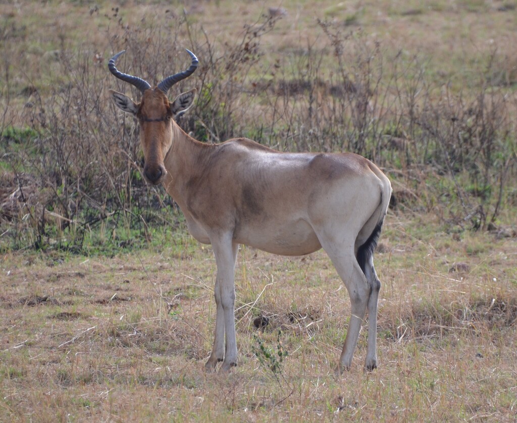 Coke’s hartebeest, Serengeti, Tanzania, photographed by malacochersus