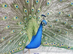 Pavo cristatus