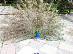 Pavo cristatus