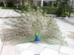 Pavo cristatus