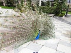 Pavo cristatus