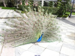 Pavo cristatus