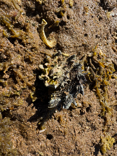 Angaria delphinus observed 2026-07-11