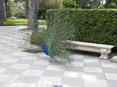 Pavo cristatus