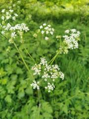 Anthriscus sylvestris