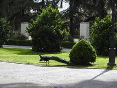 Pavo cristatus