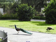 Pavo cristatus