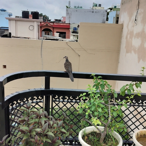Spotted Dove