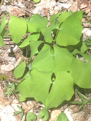 Jeffersonia diphylla