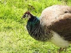 Pavo cristatus