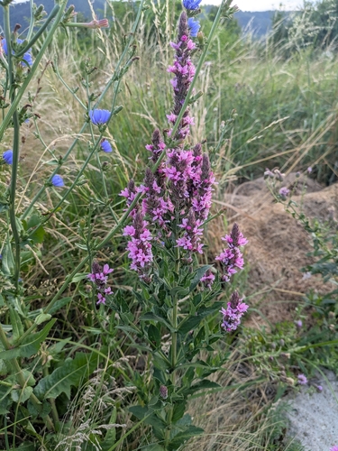 purple loosestrife
