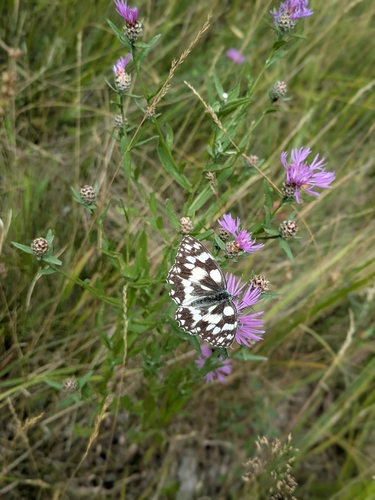 Marbled White