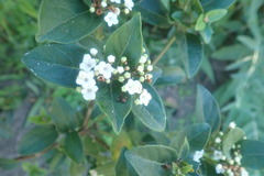 Viburnum tinus