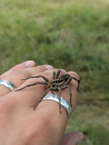 Radiated Wolf Spider