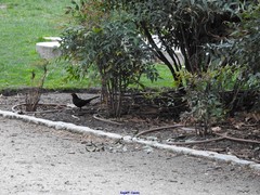 Turdus merula