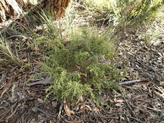Pultenaea graveolens
