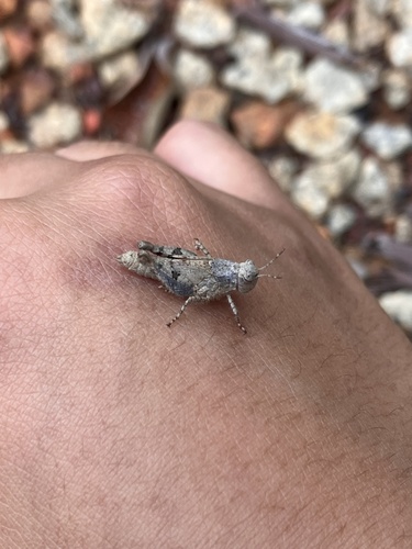 Carinate Locust