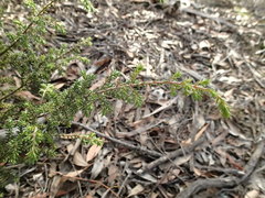 Pultenaea graveolens