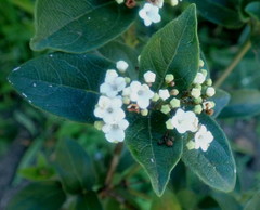 Viburnum tinus