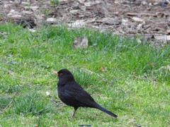 Turdus merula