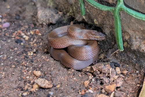 Cape House Snake