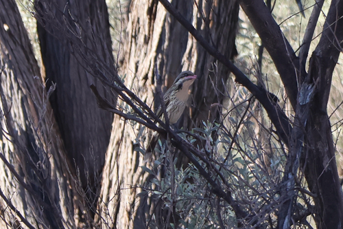 Spiny-cheeked Honeyeater