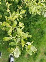Salix