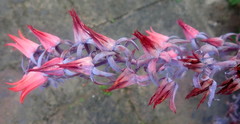 Echeveria