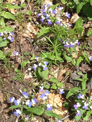 Collinsia verna