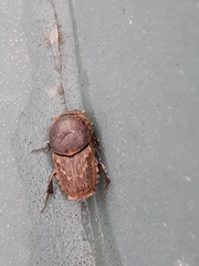 Euoniticellus intermedius