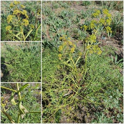 Ferula songarica, photograph 5