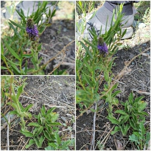 Veronica porphyriana, photograph 4