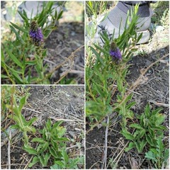 (c) Urgamal Magsar, some rights reserved (CC BY) Veronica porphyriana, photograph (c) Urgamal Magsar, some rights reserved (CC BY)