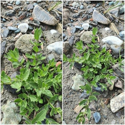 Dracocephalum peregrinum