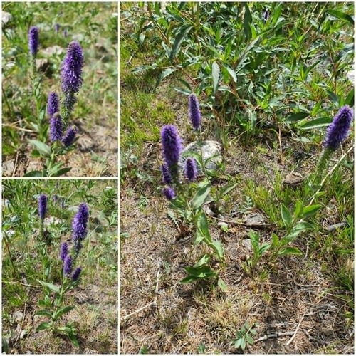 Veronica porphyriana, photograph 3