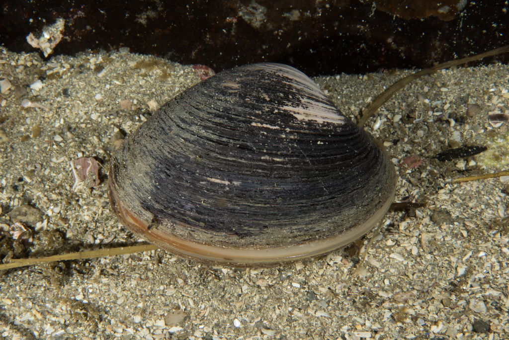 Ocean Quahogs