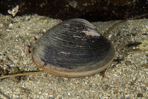 Ocean Quahogs (Family Arcticidae) · iNaturalist