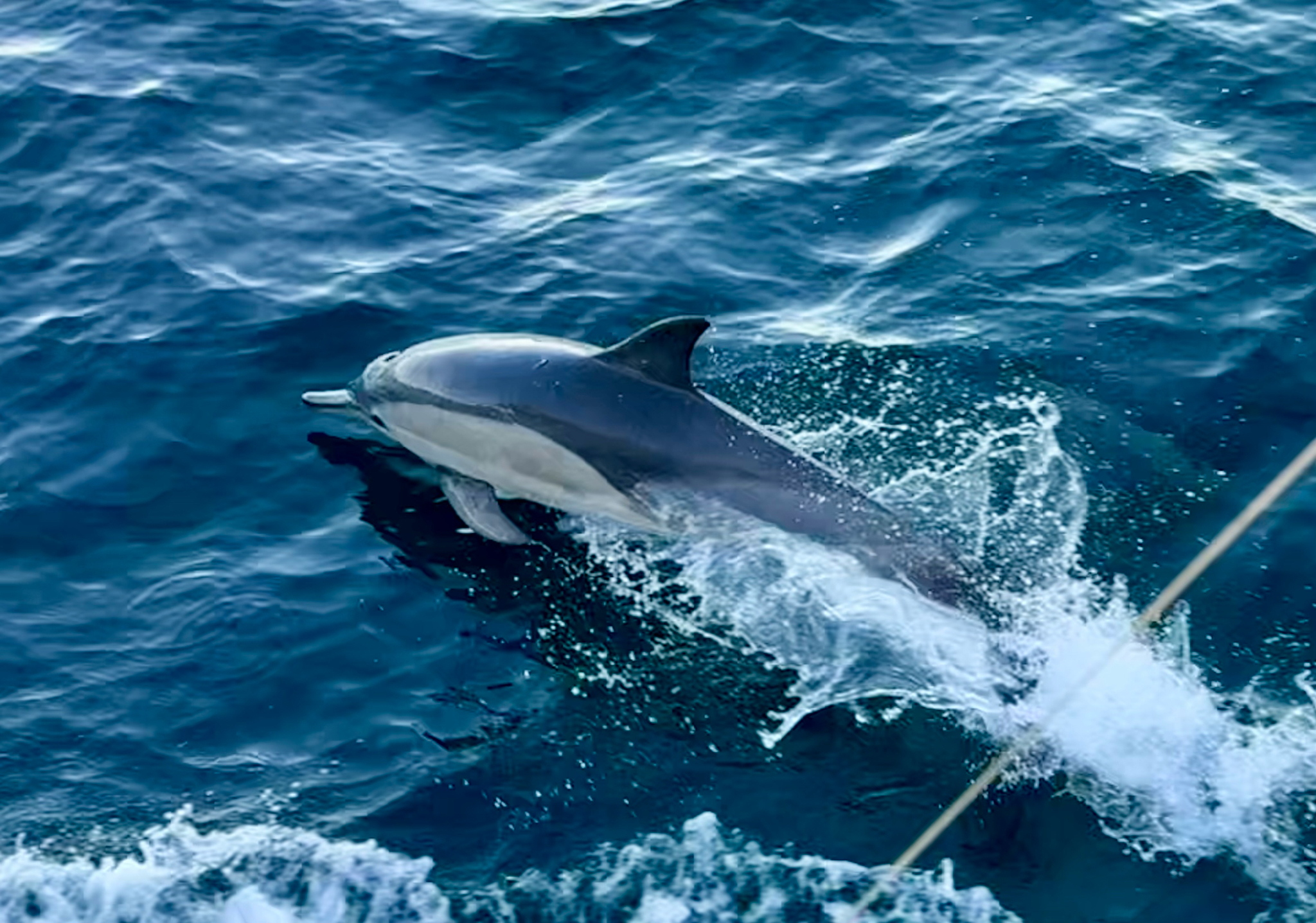 Delphinus delphis